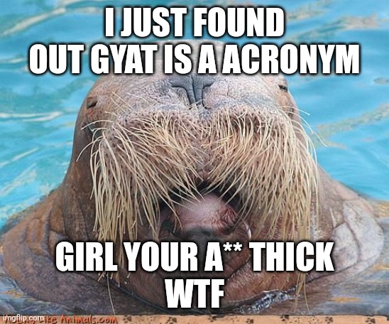 Why | I JUST FOUND OUT GYAT IS A ACRONYM; GIRL YOUR A** THICK
WTF | image tagged in walrus | made w/ Imgflip meme maker