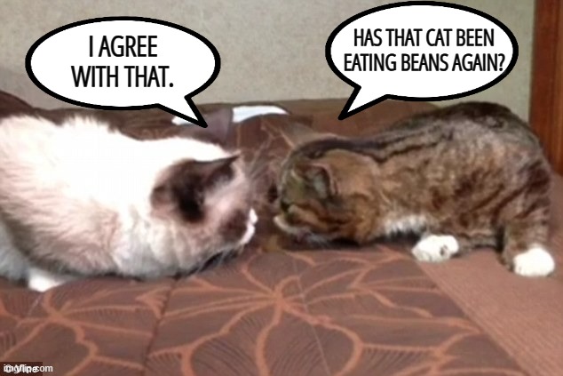 HAS THAT CAT BEEN EATING BEANS AGAIN? I AGREE WITH THAT. | made w/ Imgflip meme maker