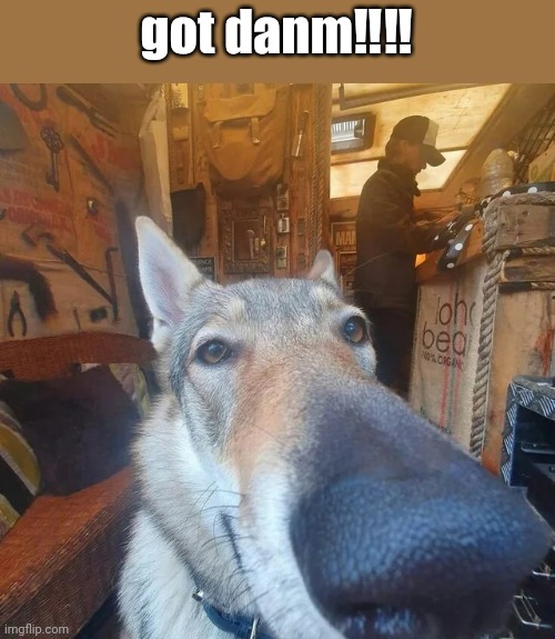 Got Damn Dog | got danm‼️‼️ | image tagged in got damn dog | made w/ Imgflip meme maker