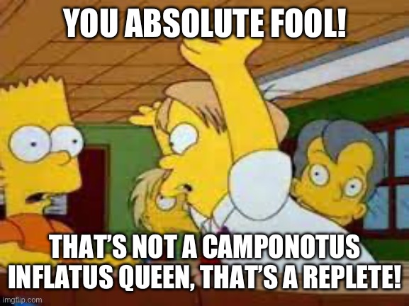 Any nerds be like | YOU ABSOLUTE FOOL! THAT’S NOT A CAMPONOTUS INFLATUS QUEEN, THAT’S A REPLETE! | image tagged in debiles de cerebro,ant,queen,fool | made w/ Imgflip meme maker
