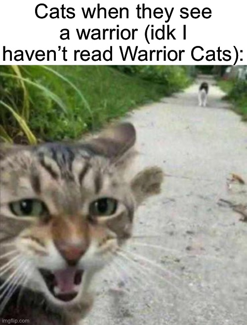W or L meme? | Cats when they see a warrior (idk I haven’t read Warrior Cats): | made w/ Imgflip meme maker