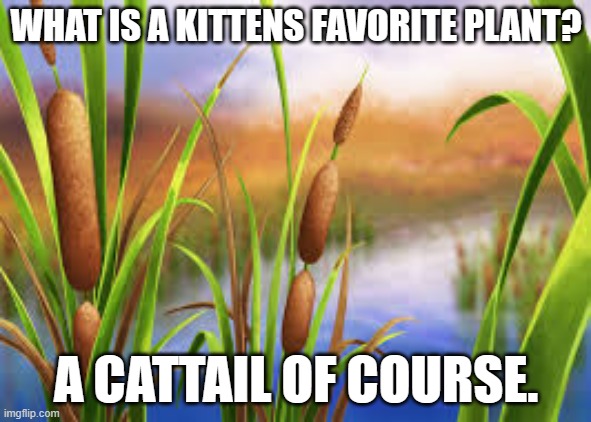 meme by Brad cat and cattails | WHAT IS A KITTENS FAVORITE PLANT? A CATTAIL OF COURSE. | image tagged in cat meme | made w/ Imgflip meme maker