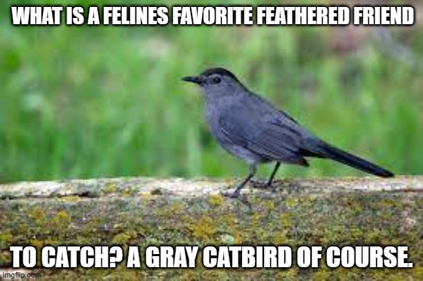 meme by Brad cat and catbird | WHAT IS A FELINES FAVORITE FEATHERED FRIEND; TO CATCH? A GRAY CATBIRD OF COURSE. | image tagged in cat meme | made w/ Imgflip meme maker