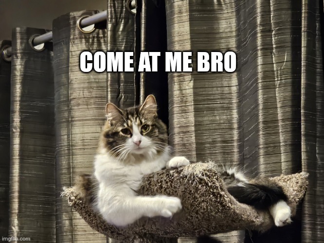 Tough cat | COME AT ME BRO | image tagged in come at me bro | made w/ Imgflip meme maker