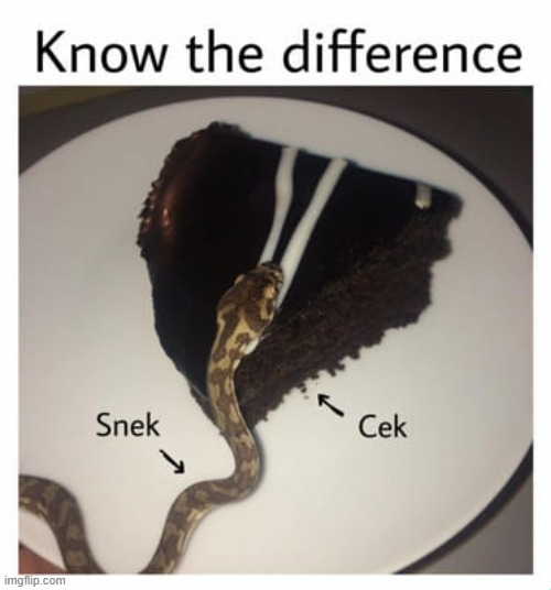 snek vs cek | image tagged in dragonz,cek,snek | made w/ Imgflip meme maker