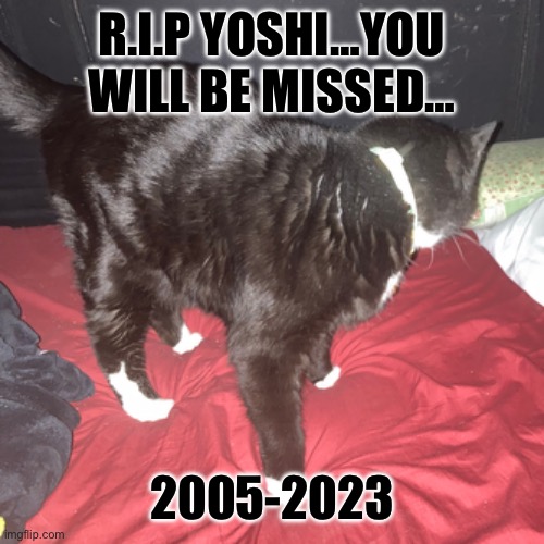 He died one day after he turned 15… | R.I.P YOSHI…YOU WILL BE MISSED…; 2005-2023 | image tagged in yoshi | made w/ Imgflip meme maker