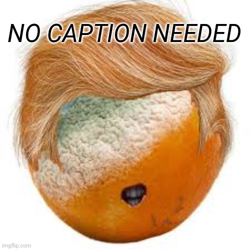 Trump rot | NO CAPTION NEEDED | image tagged in orange trump | made w/ Imgflip meme maker