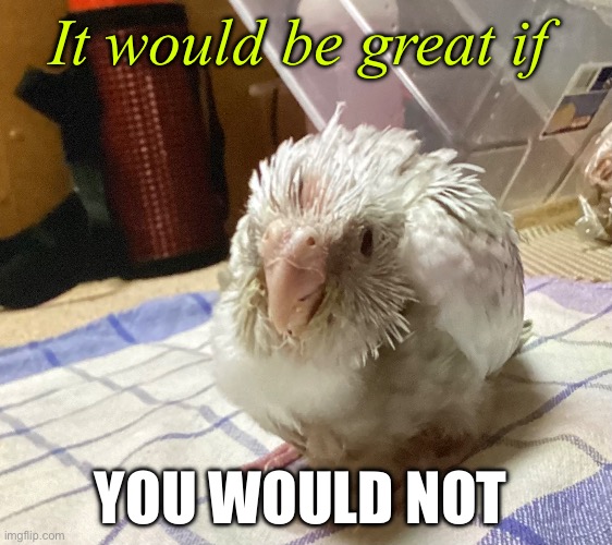 My bird truffle is a meme now | It would be great if; YOU WOULD NOT | image tagged in cute | made w/ Imgflip meme maker