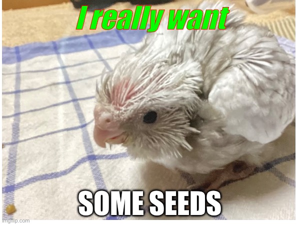 He’z so cute | I really want; SOME SEEDS | image tagged in aww | made w/ Imgflip meme maker