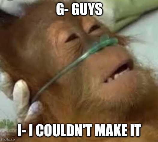 monkey dying | G- GUYS I- I COULDN'T MAKE IT | image tagged in monkey dying | made w/ Imgflip meme maker