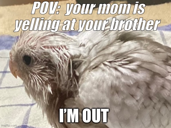 True | POV:  your mom is yelling at your brother; I’M OUT | image tagged in hahaha | made w/ Imgflip meme maker