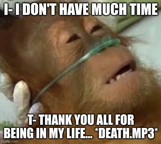 monkey dying | I- I DON'T HAVE MUCH TIME T- THANK YOU ALL FOR BEING IN MY LIFE... *DEATH.MP3* | image tagged in monkey dying | made w/ Imgflip meme maker