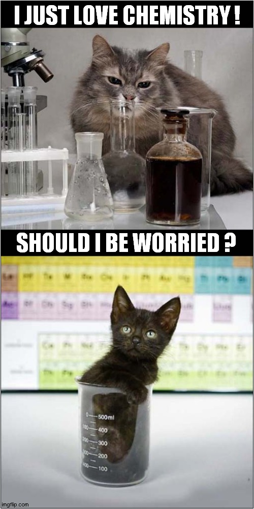 A Kittens Concern | I JUST LOVE CHEMISTRY ! SHOULD I BE WORRIED ? | image tagged in cats,kitten,chemistry,worry | made w/ Imgflip meme maker