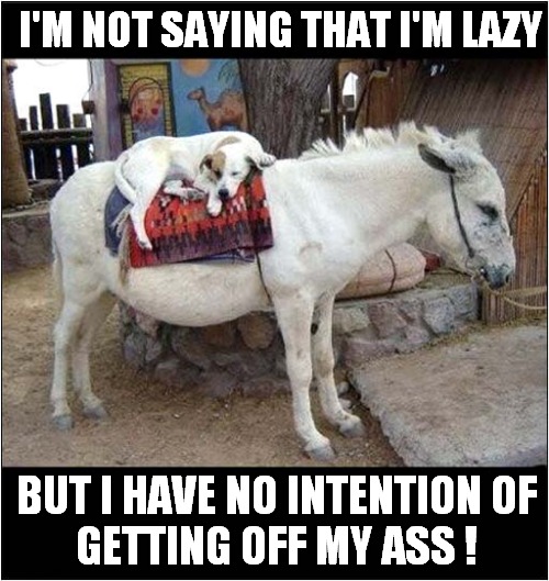 A Comfy Spot ! | I'M NOT SAYING THAT I'M LAZY; BUT I HAVE NO INTENTION OF
GETTING OFF MY ASS ! | image tagged in dogs,lazy,ass | made w/ Imgflip meme maker
