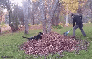 Big Rake Gif Rake leaves play - Imgflip
