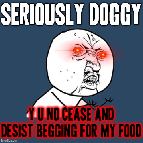 Cat persons (like me) when they get annoyed at a dog for begging for people food | SERIOUSLY DOGGY; Y U NO CEASE AND DESIST BEGGING FOR MY FOOD | image tagged in memes,y u no,pets can be jerks sometimes,relatable,bad dog,savage memes | made w/ Imgflip meme maker