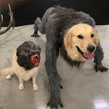 Dog vs. wolf but with heads swapped Blank Meme Template