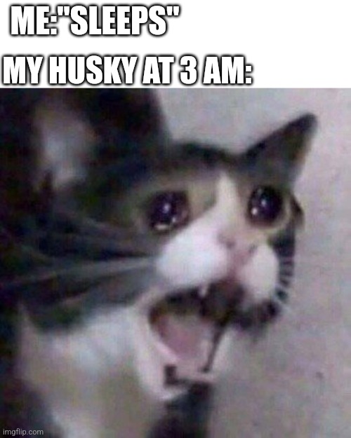 Screaming Cat meme | MY HUSKY AT 3 AM:; ME:"SLEEPS" | image tagged in screaming cat meme | made w/ Imgflip meme maker