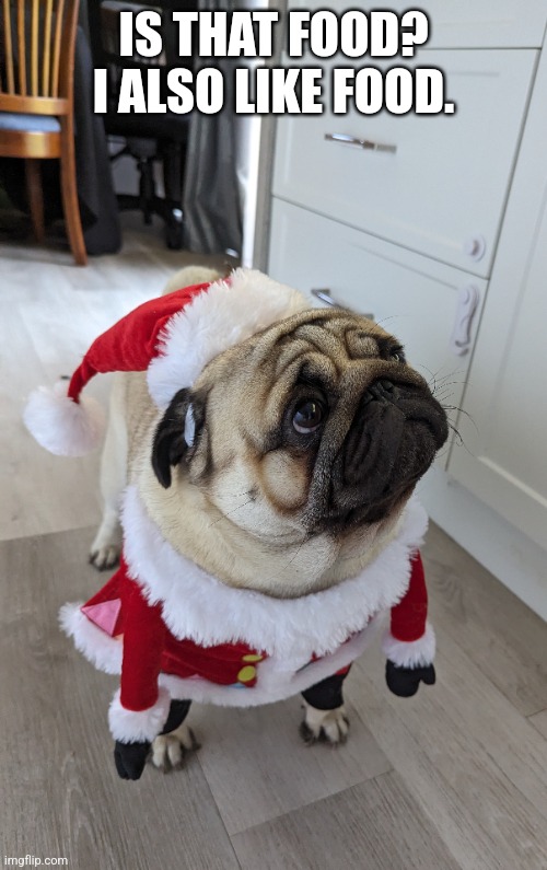 Hungry Christmas Pug | IS THAT FOOD? I ALSO LIKE FOOD. | image tagged in christmas,pug,hungry,food | made w/ Imgflip meme maker
