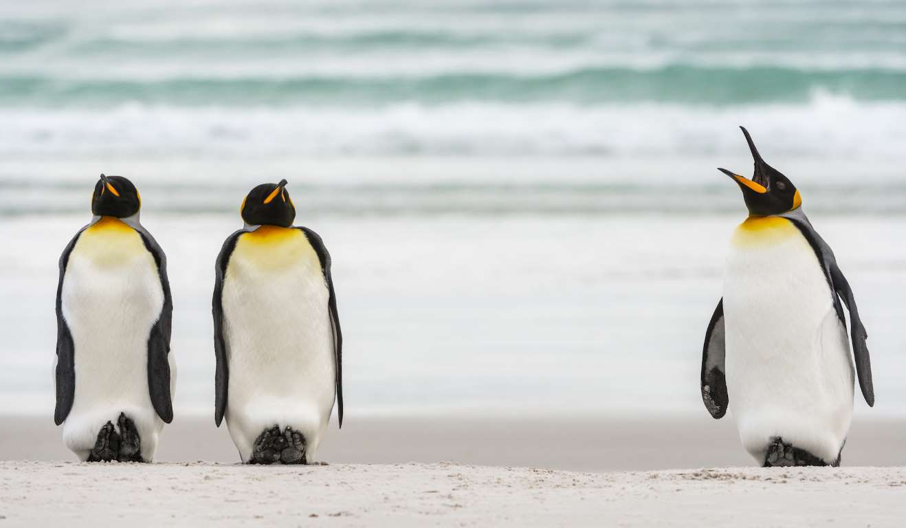 Wild Kingdom Penguins 1 Blank Meme Template