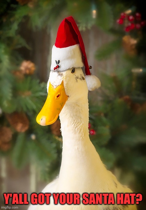 I GOT MINE | Y'ALL GOT YOUR SANTA HAT? | image tagged in ducks,duck,christmas | made w/ Imgflip meme maker