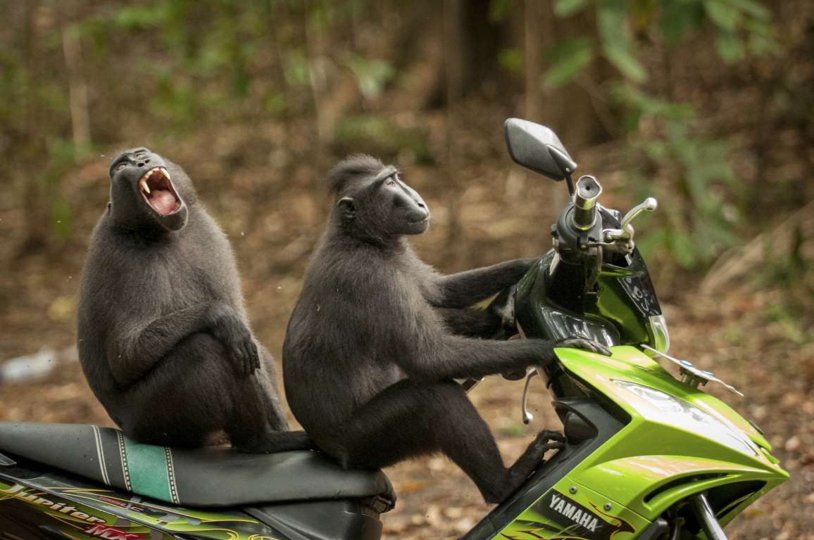 Motorcycle Monkeys Blank Meme Template