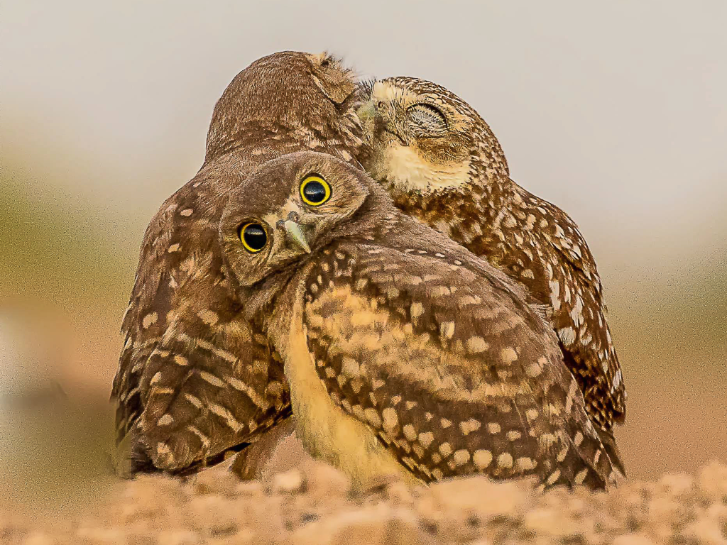 Shocked Owl Blank Meme Template