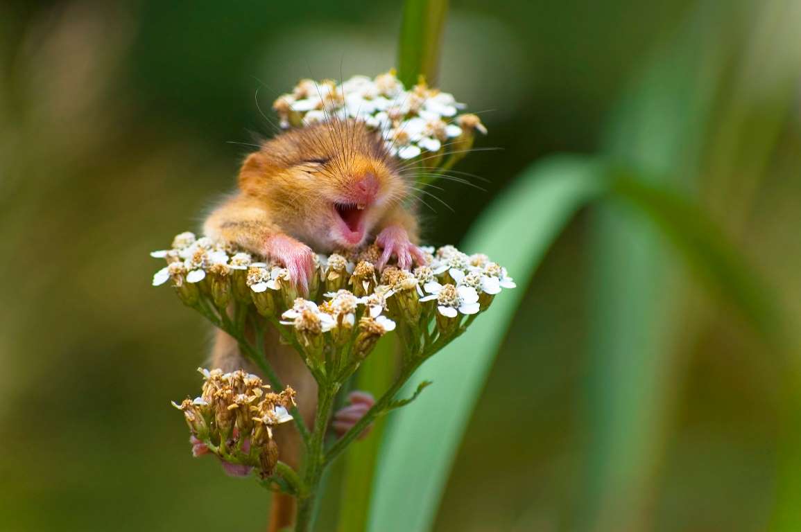 High Quality Laughing Mouse Blank Meme Template