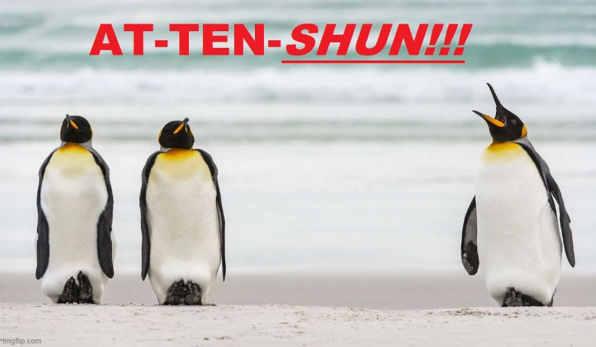 Penquin Army | image tagged in penguin | made w/ Imgflip meme maker