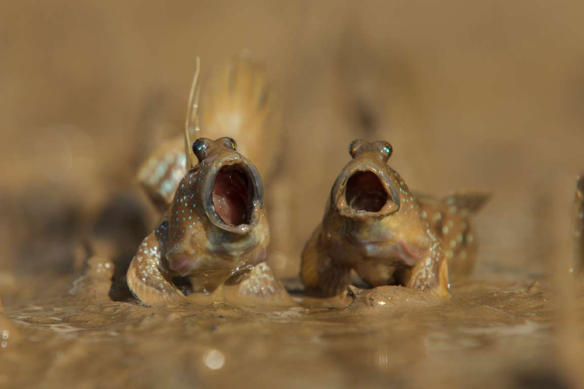 Singing Frogs Blank Meme Template