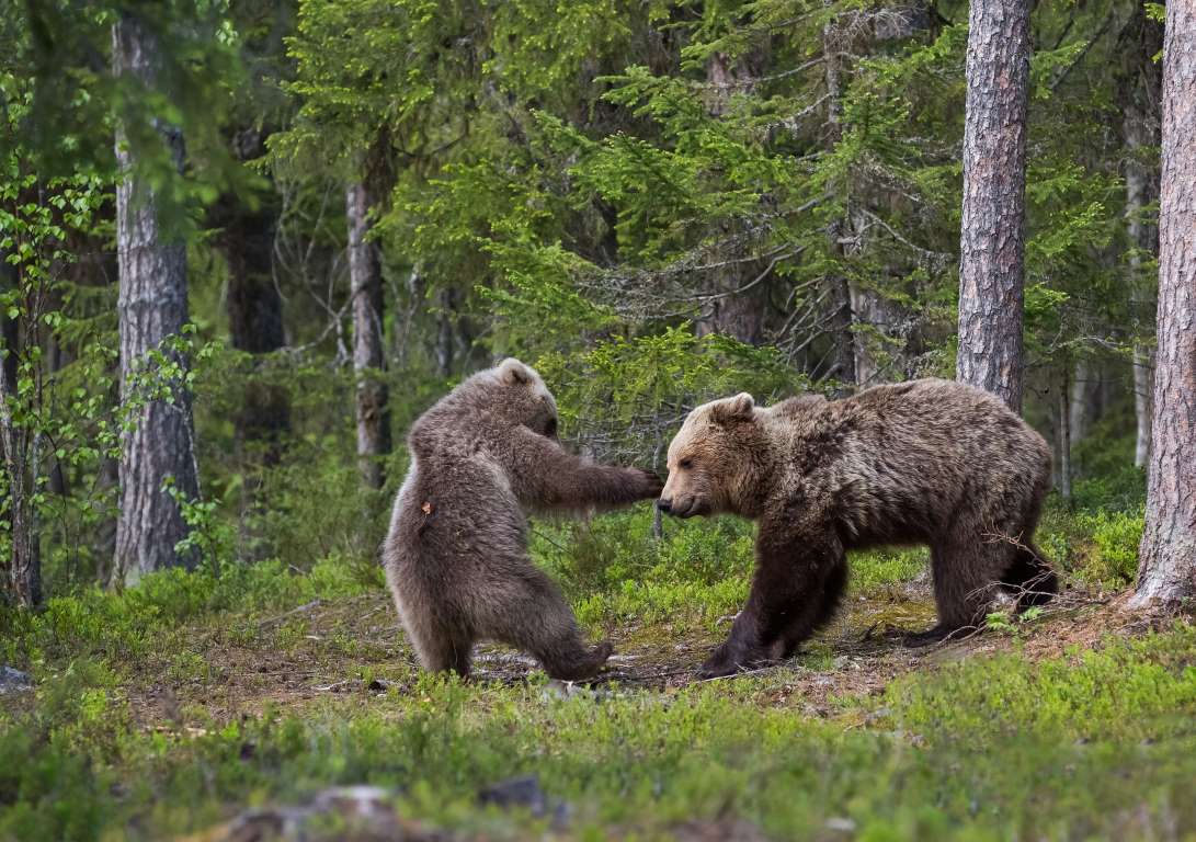 Bear Baiting Blank Meme Template