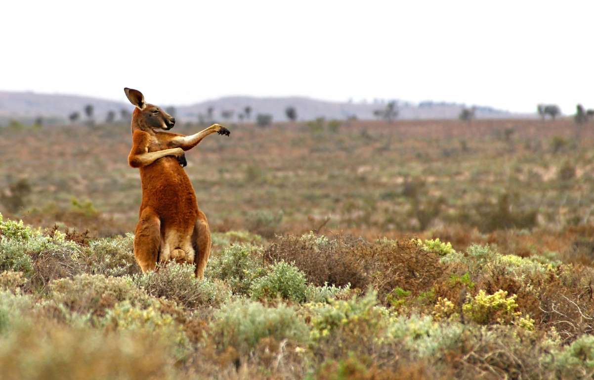 High Quality Karate Kangaroo Blank Meme Template