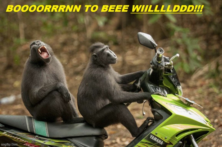 Born to be wild! | image tagged in monkeys | made w/ Imgflip meme maker