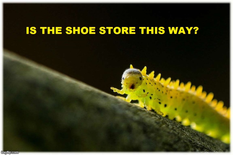 Footwear | image tagged in caterpillar | made w/ Imgflip meme maker