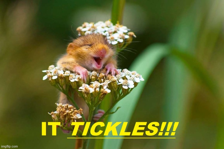 Tickle Me Elmo | made w/ Imgflip meme maker