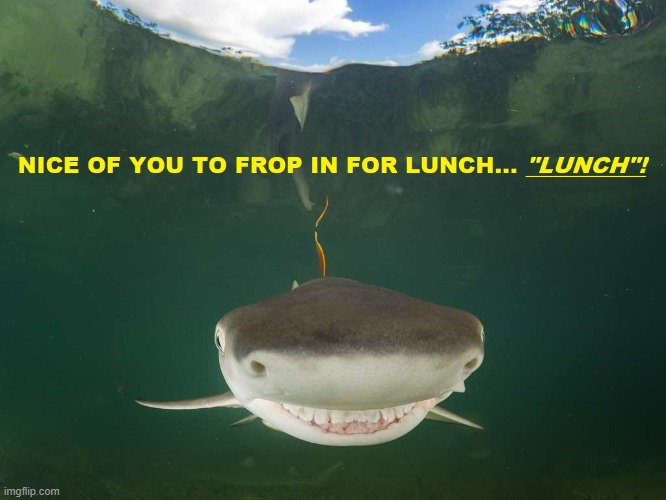 Bruce | image tagged in shark | made w/ Imgflip meme maker