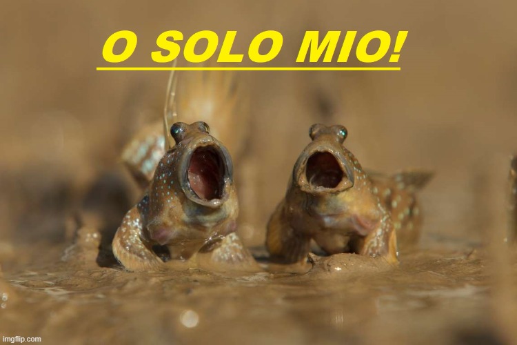 Open Air Opera | image tagged in two happy frogs | made w/ Imgflip meme maker
