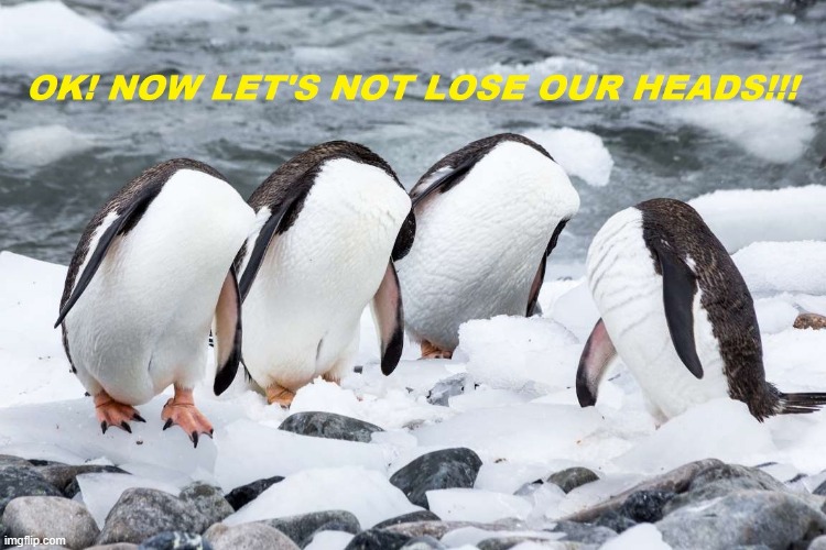 Let's not lose our heads! | image tagged in penguin | made w/ Imgflip meme maker