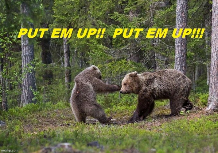 Bear Baiting | image tagged in bear | made w/ Imgflip meme maker