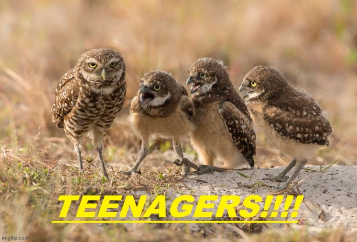 Teenagers | image tagged in birds | made w/ Imgflip meme maker