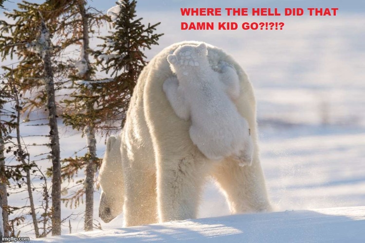 Cub missing | image tagged in bear | made w/ Imgflip meme maker