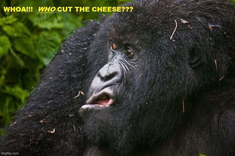 Who cut the cheese? | image tagged in fart jokes | made w/ Imgflip meme maker