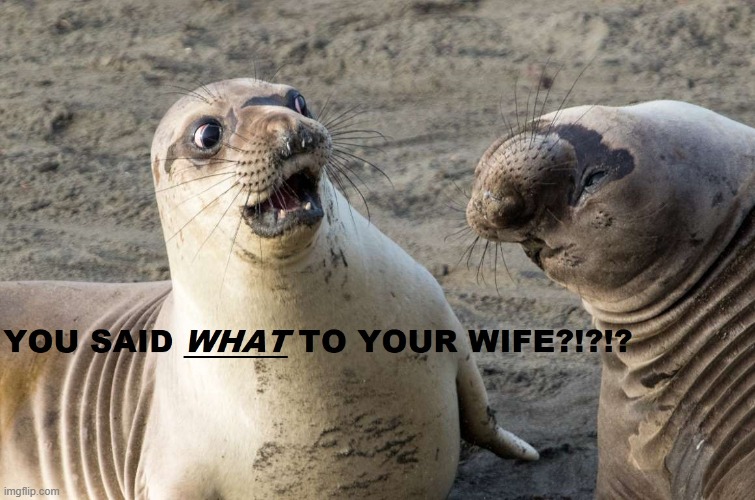 Shocked Seal | image tagged in seal | made w/ Imgflip meme maker