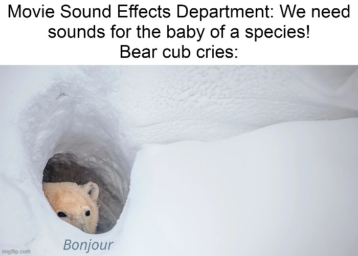 Seriously, every film, game, and show has used bear cub sounds for any species' offspring | image tagged in bonjour bear,bonjour,memes | made w/ Imgflip meme maker