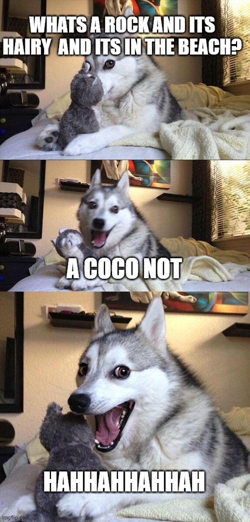 Bad Pun Dog Meme | WHATS A ROCK AND ITS HAIRY  AND ITS IN THE BEACH? A COCO NOT; HAHHAHHAHHAH | image tagged in memes,bad pun dog | made w/ Imgflip meme maker