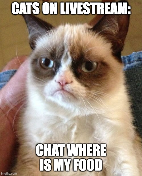 Grumpy Cat Meme | CATS ON LIVESTREAM:; CHAT WHERE IS MY FOOD | image tagged in memes,grumpy cat | made w/ Imgflip meme maker