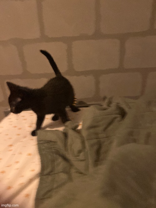 Blurry ass photo of my cat | made w/ Imgflip meme maker