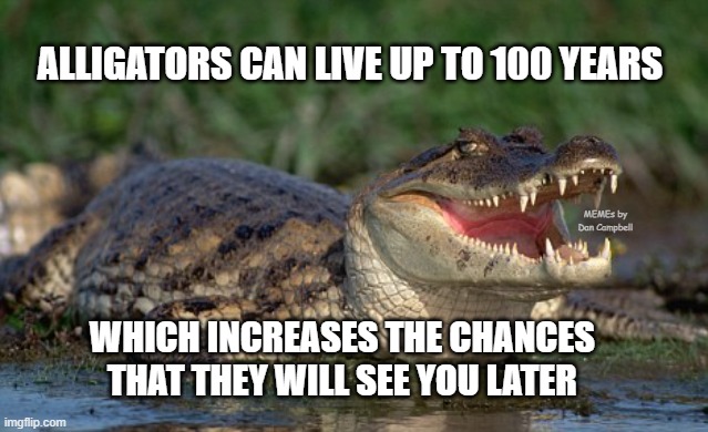 Alligator | ALLIGATORS CAN LIVE UP TO 100 YEARS; MEMEs by Dan Campbell; WHICH INCREASES THE CHANCES 
THAT THEY WILL SEE YOU LATER | image tagged in alligator | made w/ Imgflip meme maker