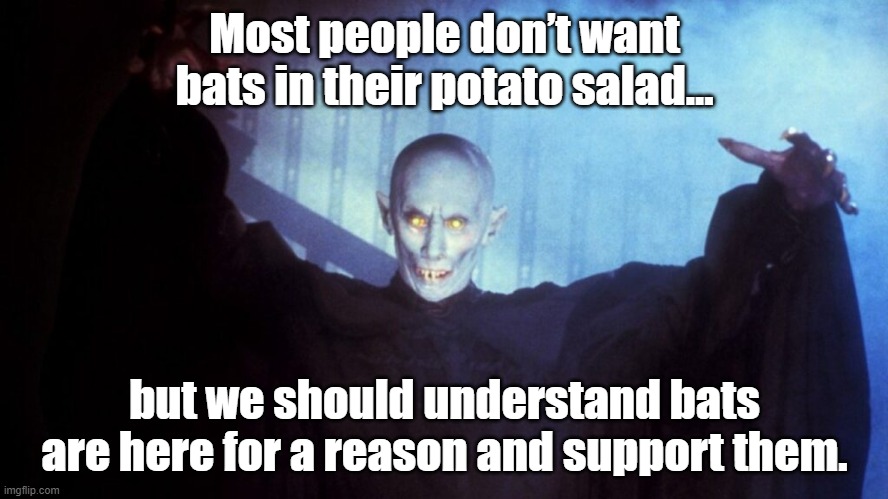 Salems Lot | Most people don’t want bats in their potato salad…; but we should understand bats are here for a reason and support them. | image tagged in bats | made w/ Imgflip meme maker