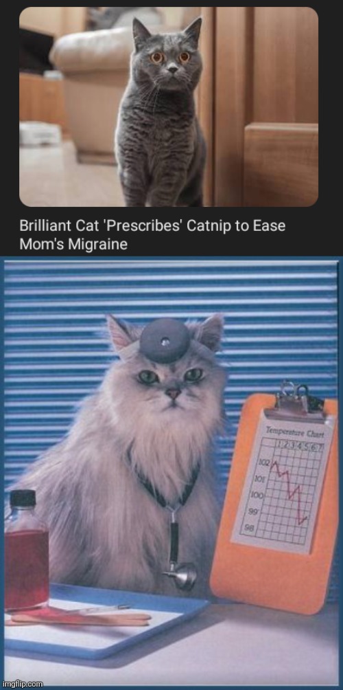 Catnip | image tagged in doctor cat,cat,cats,catnip,memes,migraine | made w/ Imgflip meme maker